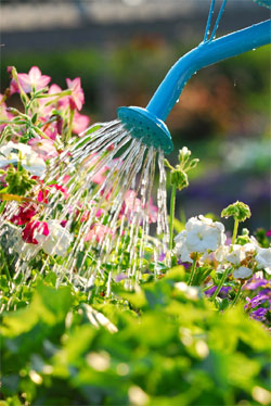 Summer watering