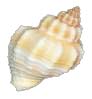 Sea Shell